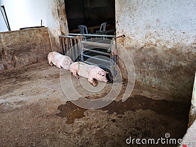 pigs is animal farm withâ€‹ the paint mark number in the pit Stock Photo